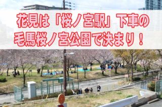 大阪城公園の花見より「落ち着ける穴場」は毛馬桜之宮公園の理由とは？