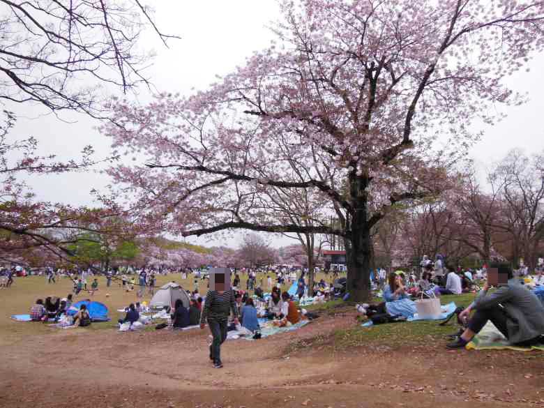 大阪万博記念公園の花見