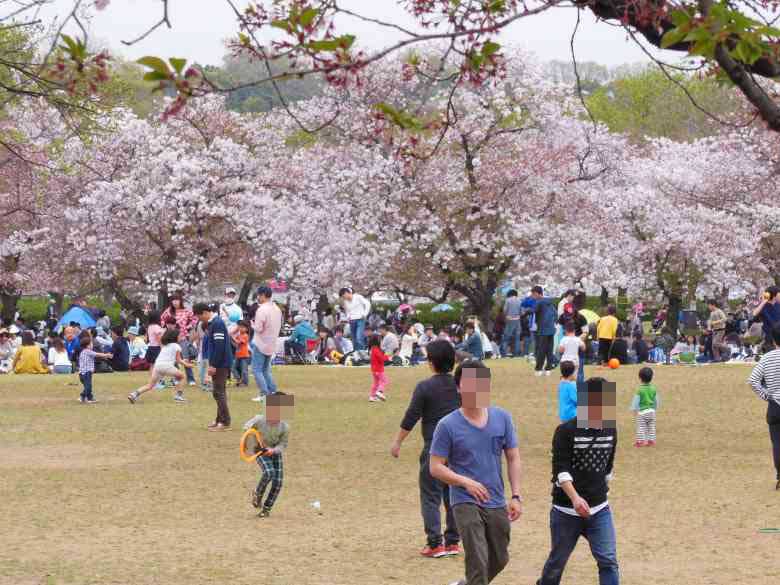 大阪万博記念公園の花見の会場で遊ぶ
