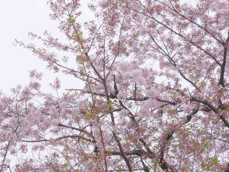 大阪万博記念公園の花見、桜の花